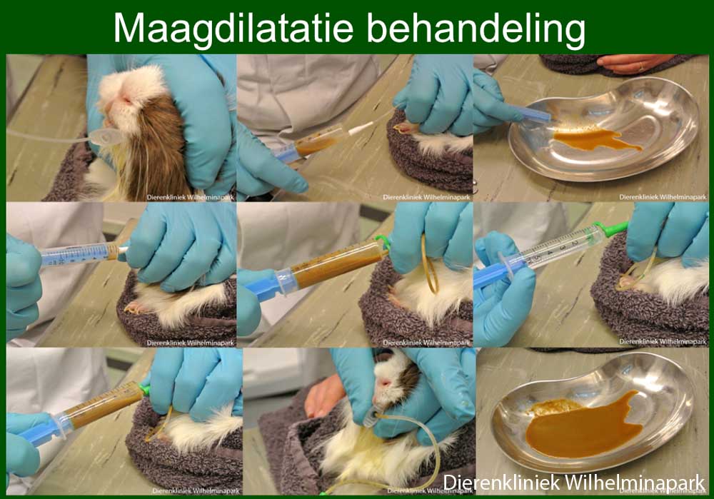 De behandeling van een cavia met een ernstige MD of MDV: de maag leeghevelen